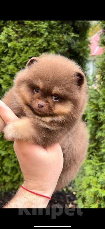 Собаки в Москве: Мини померанский шпиц премиум качества! Мальчик, 150 000 руб. - фото 1