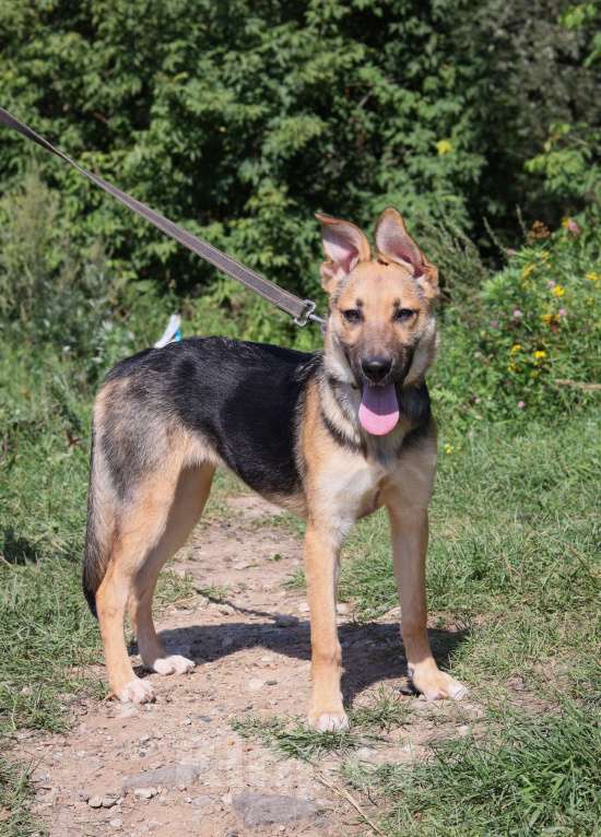 Собаки в Москве: Щенок 5 месяцев Ромашка в добрые руки  Девочка, Бесплатно - фото 3