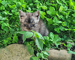 Кошки в Краснодаре: Черныш Мальчик, Бесплатно - фото 1