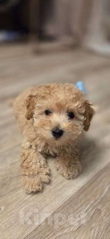 Собаки в Москве: Малыши Мальтипу Мальчик, Бесплатно - фото 1