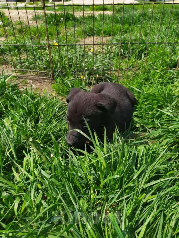 Собаки в Москве: Sos! Щенка выпустят на улицу, держать негде Мальчик, Бесплатно - фото 2