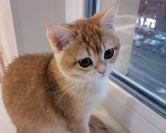 Кошки в Тюмени: Котята Британская золотая шиншилла Девочка, 40 000 руб. - фото 7