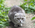 Кошки в Наро-Фоминске: Котята от британской кошки в добрые руки Девочка, Бесплатно - фото 3