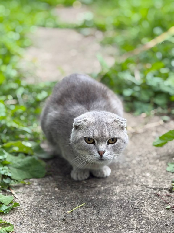 Кошки в Наро-Фоминске: Котята от британской кошки в добрые руки Девочка, Бесплатно - фото 3