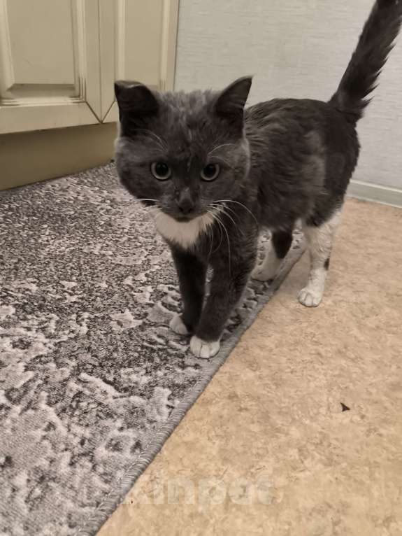 Кошки в Новосибирске: Отдам молодого ласкового кота! Смесь с британцем. Мальчик, Бесплатно - фото 1