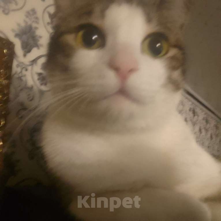 Кошки в Комсомольске-На-Амуре: Отдаём кота Кузю в добрые руки Мальчик, Бесплатно - фото 1