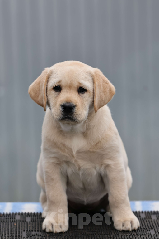 Собаки в Калуге: Палевая девочка лабрадора высокого качества из питомника РКФ/FCI Девочка, Бесплатно - фото 1