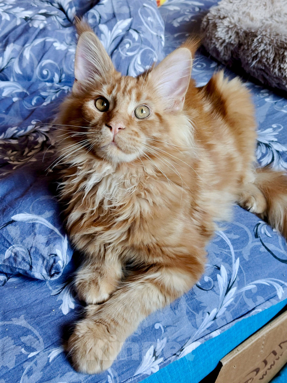 Кошки в Москве: Очаровательный лохматый рыжик Мальчик, 65 000 руб. - фото 2