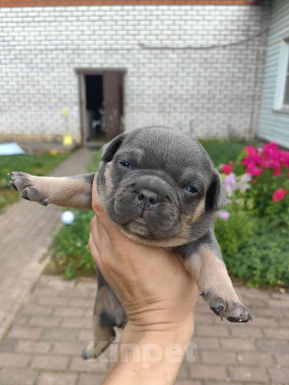 Собаки в Александрове: Малышка американский булли Девочка, 80 000 руб. - фото 3