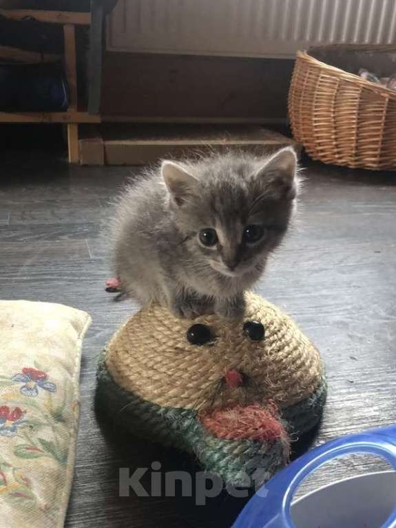 Кошки в Москве: Рыжий и голубой котенок в добрые руки Мальчик, Бесплатно - фото 4