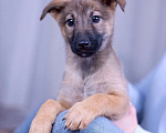 Собаки в Ногинске: Шанель - щенок в поиске дома Девочка, Бесплатно - фото 3