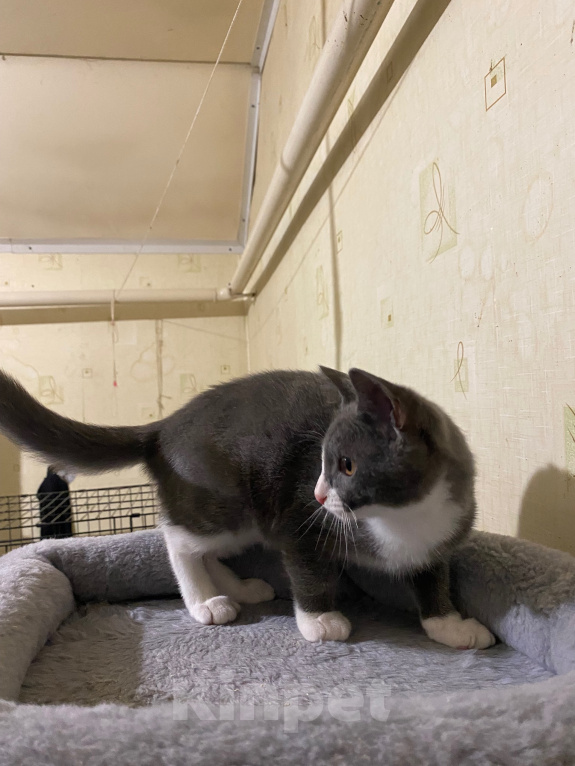 Кошки в Долгопрудном: Котенок в добрые руки Мальчик, Бесплатно - фото 6