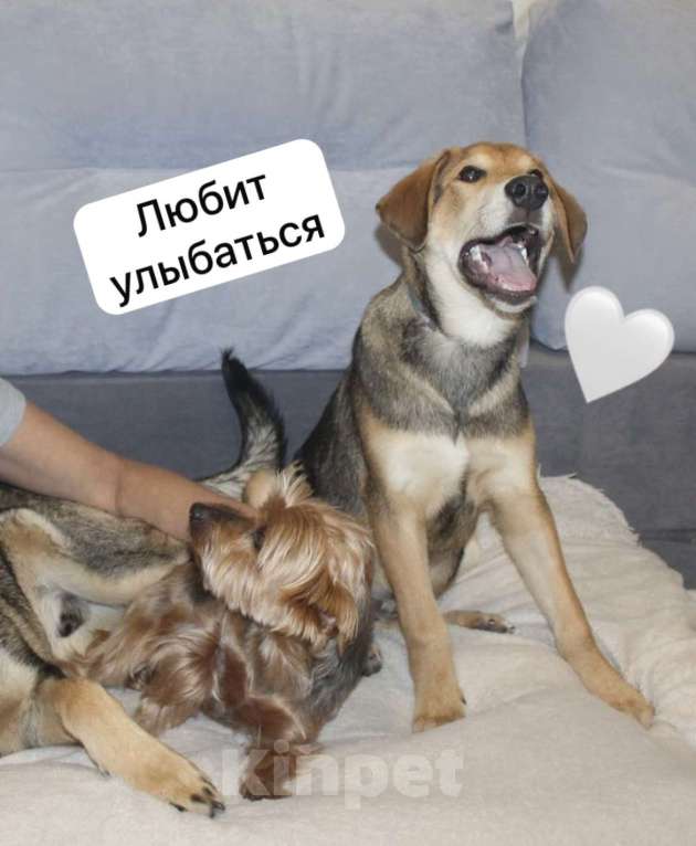 Собаки в Новосибирске: Солидный щенок в добрые руки Мальчик, Бесплатно - фото 5