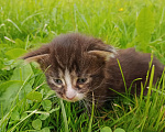 Кошки в Твери: Отдам котят в добрые руки в Твери  Мальчик, Бесплатно - фото 1