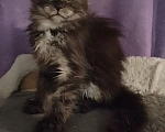 Кошки в Рошале: Котята Мейн-Кун Мальчик, 25 000 руб. - фото 2