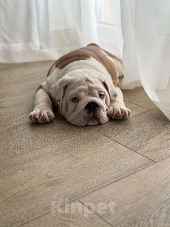 Собаки в Воронеже: Английский бульдог  Мальчик, Бесплатно - фото 2