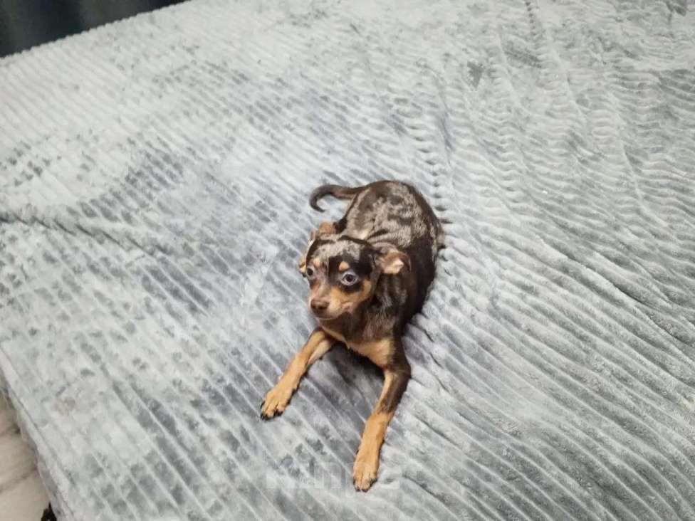 Собаки в Астрахани: Пропала собака, помогите найти! Мальчик, Бесплатно - фото 1