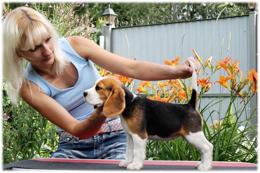 Собаки в Москве: бигли ркф Мальчик, 60 000 руб. - фото 7