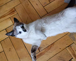 Кошки в Санкт-Петербурге: Сиамский котёнок  Девочка, 2 руб. - фото 4