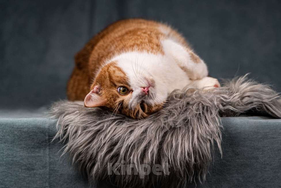 Кошки в Клине: Бегемот — хитрюшный кот Мальчик, Бесплатно - фото 5