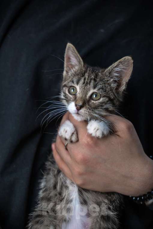 Кошки в Санкт-Петербурге: Комочек счастья ищет маму и папу Девочка, Бесплатно - фото 3