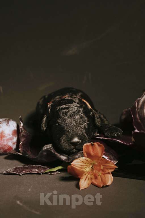 Собаки в Москве: EPIKA THOPH Испанская Водяная собака Девочка, 190 000 руб. - фото 3