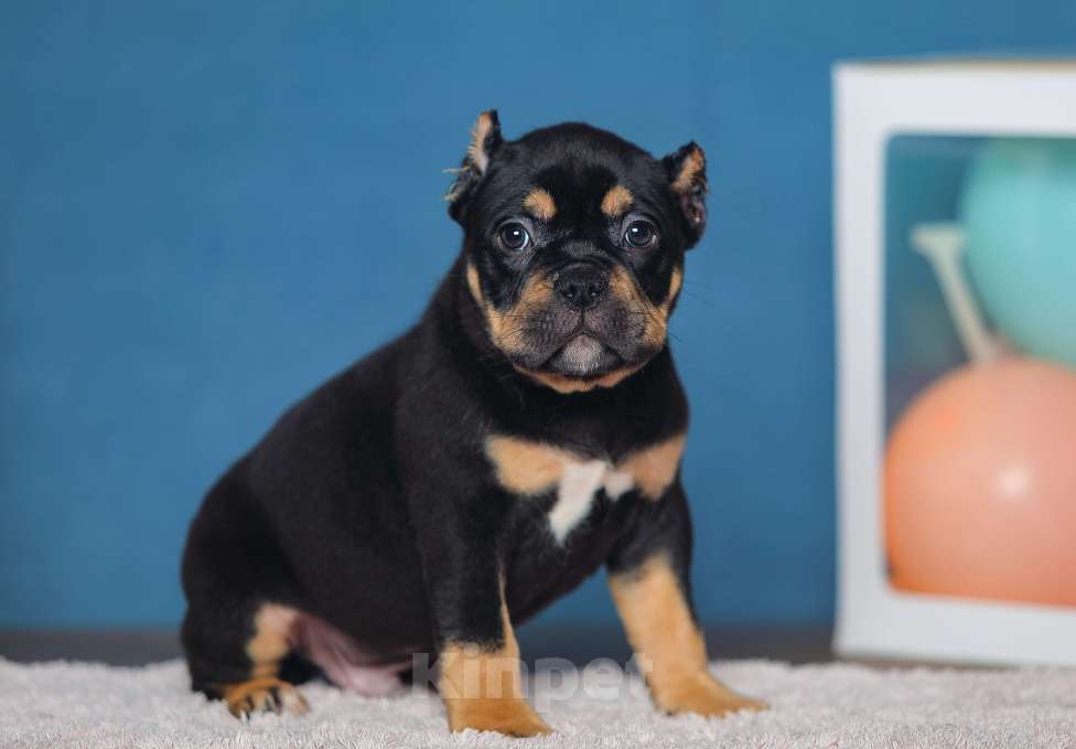 Собаки в Обнинске: Кобели булли черный триколор Мальчик, 150 000 руб. - фото 6