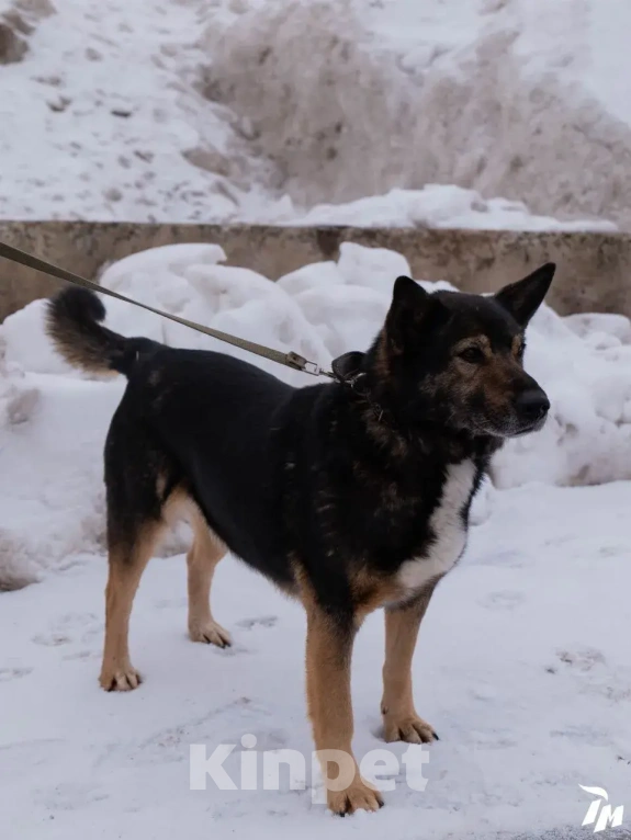 Собаки в Красногорске: Молодой мальчик Кардан ищет дом Мальчик, Бесплатно - фото 1