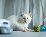 Кошки в Москве: Голубоглазый котенок Котя в добрые руки! Мальчик, 1 руб. - фото 6