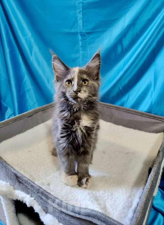 Кошки в Санкт-Петербурге: Нежная девочка - "мамина дочка" Девочка, 25 000 руб. - фото 4