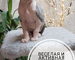 Кошки в Твери: Канадский сфинкс девочка Девочка, 13 000 руб. - фото 3