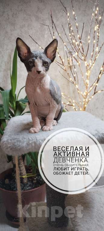 Кошки в Твери: Канадский сфинкс девочка Девочка, 13 000 руб. - фото 3