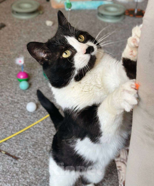 Кошки в Балашихе: Маре Мальчик, Бесплатно - фото 3