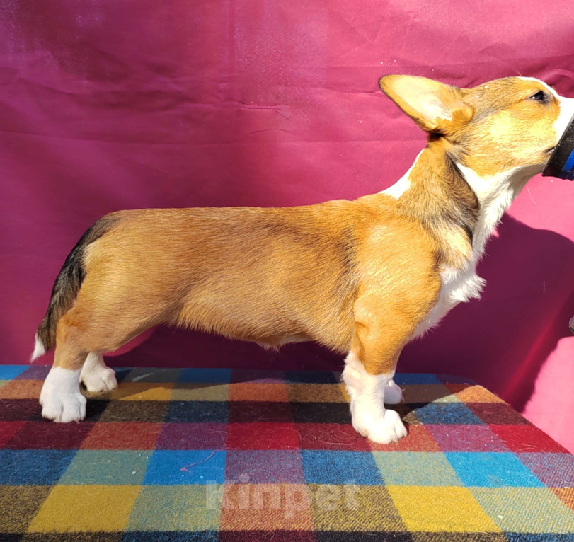 Собаки в Екатеринбурге: Щенки Корги Кардиган  Девочка, Бесплатно - фото 9