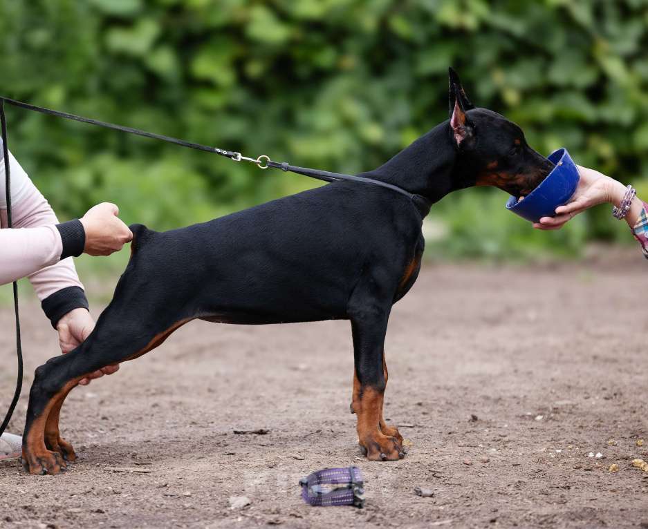 Собаки в Клине: Отличная сука, 3 месяца Девочка, 150 000 руб. - фото 4