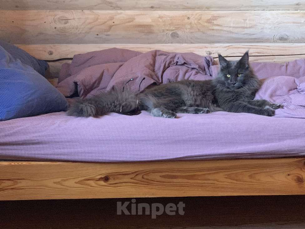 Кошки в Одинцово: ПОТЕРЯЛСЯ КОТ Мальчик, 50 000 руб. - фото 4