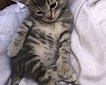 Кошки в Туапсе: Котятки в добрые руки Мальчик, Бесплатно - фото 5