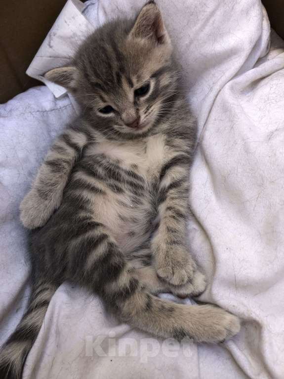 Кошки в Туапсе: Котятки в добрые руки Мальчик, Бесплатно - фото 5