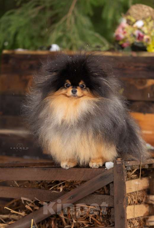 Собаки в Москве: Мальчик померанского шпица Мальчик, 50 000 руб. - фото 4