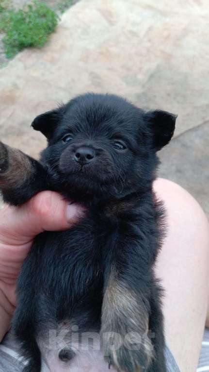 Собаки в Серпухове: Малыши тои Мальчик, 15 000 руб. - фото 2