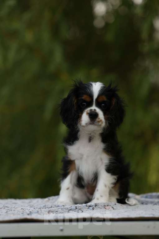 Собаки в Москве: Аксель Авив Роуз Мальчик, 80 000 руб. - фото 2