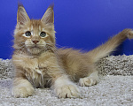 Кошки в Москве: Котенок Мейн Кун Мальчик, Бесплатно - фото 2