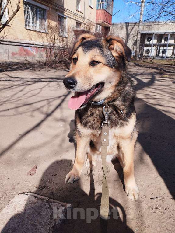 Собаки в Брянске: Мухтар Мальчик, Бесплатно - фото 8