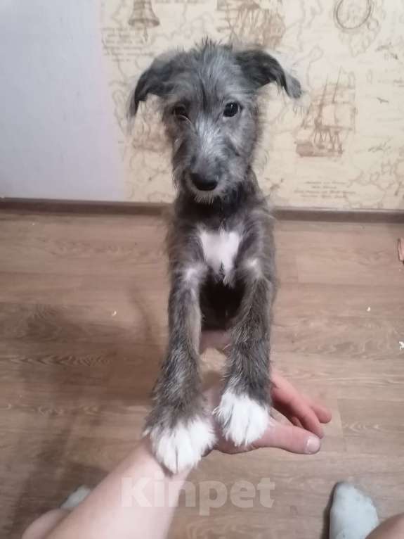 Собаки в Тольятти: Отдам в добрые руки собачку Девочка, Бесплатно - фото 3