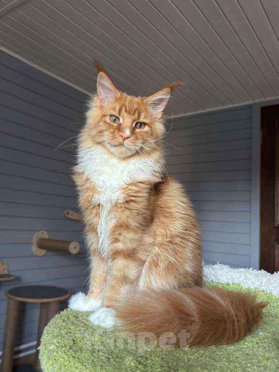 Кошки в Москве: Котёнок мейн-кун Мальчик, 75 000 руб. - фото 9