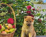 Собаки в Сергиеве Посаде: Щенки  Шиба Ину от 5.08.2023 готовы к продаже. Девочка, 60 000 руб. - фото 8