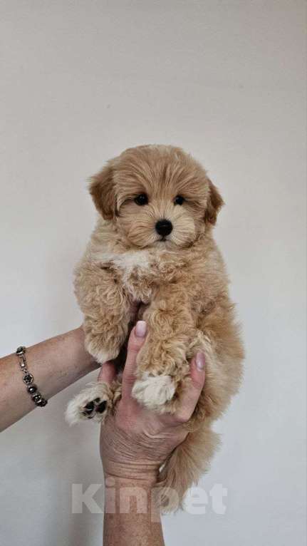 Собаки в Раменском: Щенок мальтипу f1 Мальчик, 120 000 руб. - фото 4