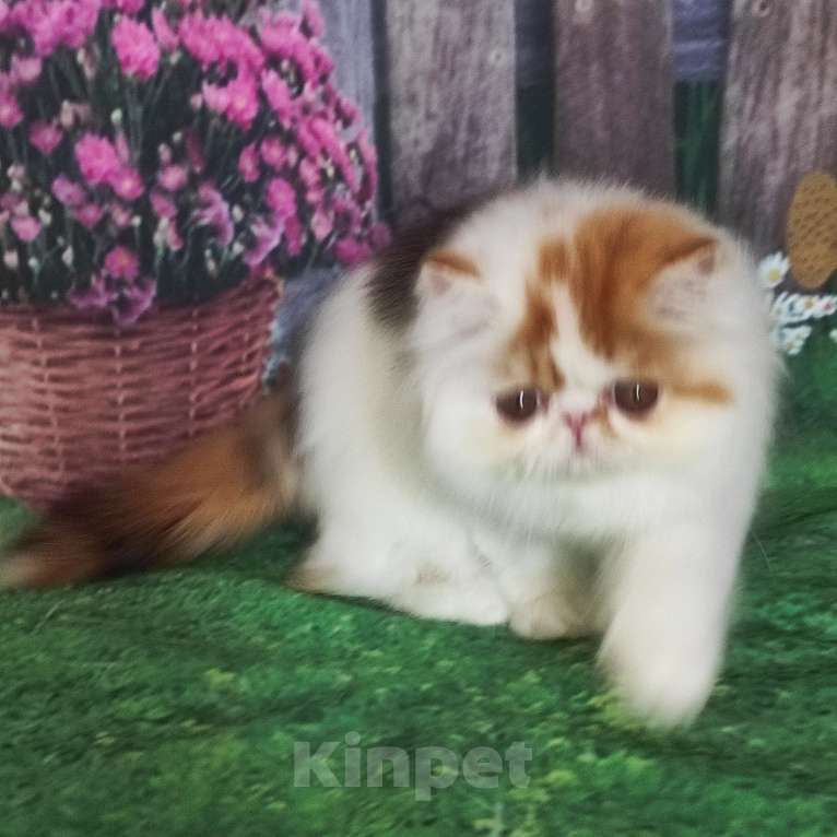 Кошки в Новосибирске: Персидская кошечка  Девочка, 40 000 руб. - фото 3