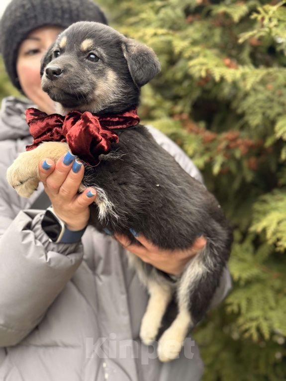 Собаки в Москве: Красивые щенки 2 мес в дар! Дайте шанс стать домашними! Девочка, Бесплатно - фото 5
