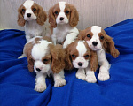 Собаки в Москве: Кавалер Кинг Чарльз спаниель Мальчики Мальчик, 80 000 руб. - фото 1